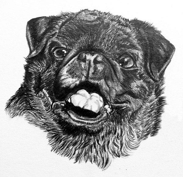 4 Generation Pug portrait