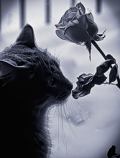 The Cat and The rose