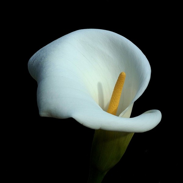 Signs of Spring - Calla Lily