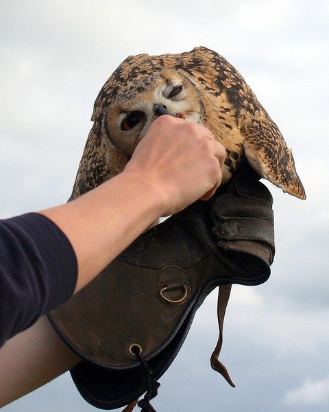 Hand Feeding the Owl