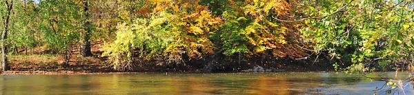 Falling Leaves