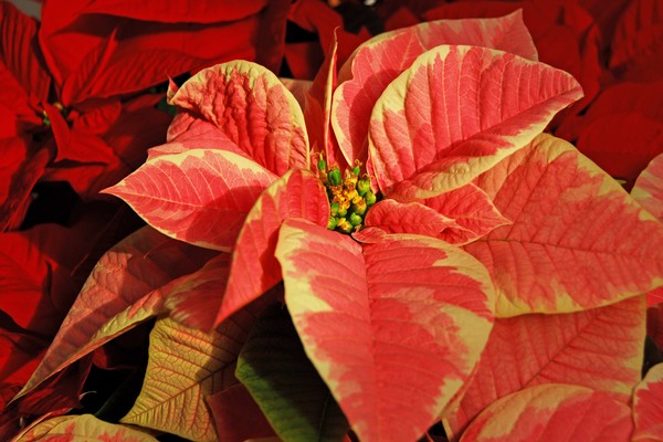 Poinsettia