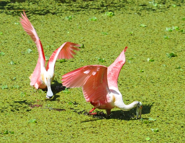 Roseate Spoonbills