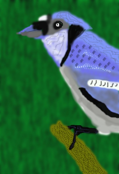 Blue Jay O573
