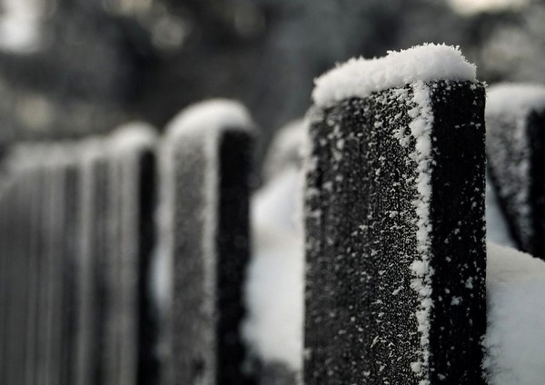 Frosty fenceline