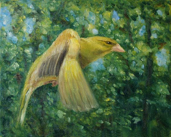 Greenfinch