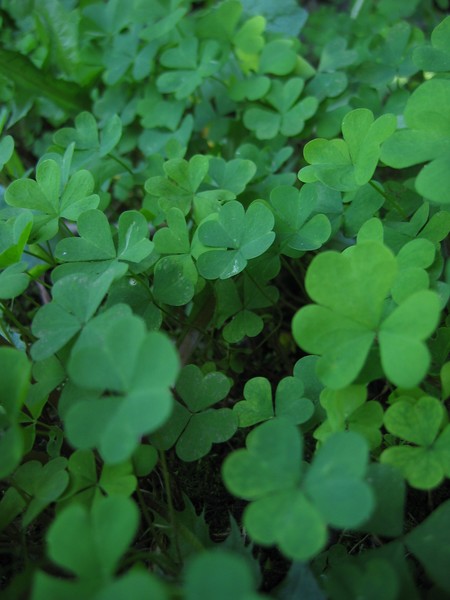 Clover