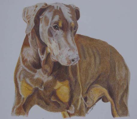 Chocolate Doberman/ Bruno