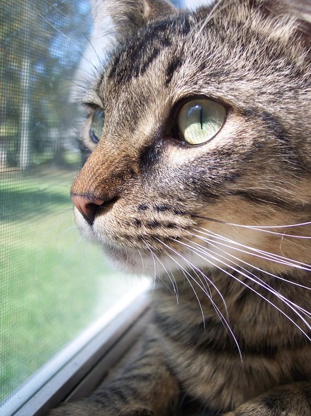 another cat