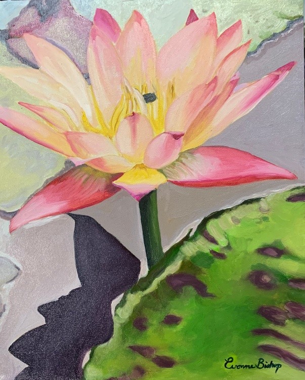 Lily Reflexion