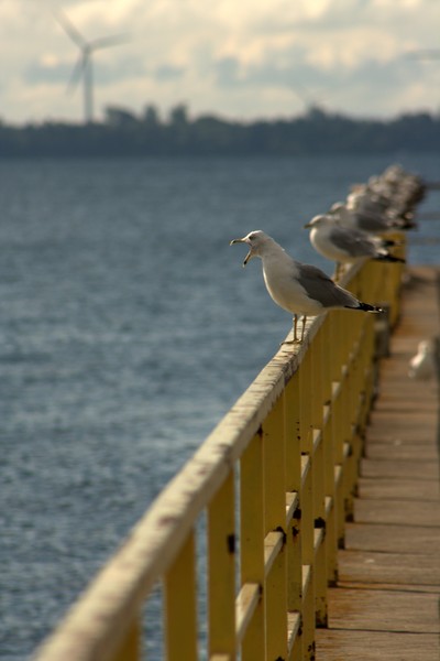 A gull