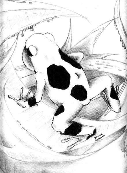 poison-dart frog