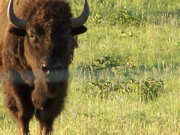 buffalo