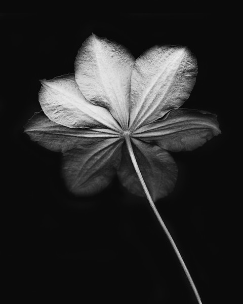 Flower From The Back