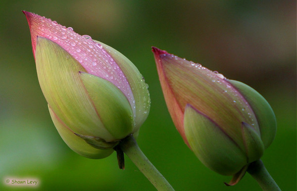 Rain Drops