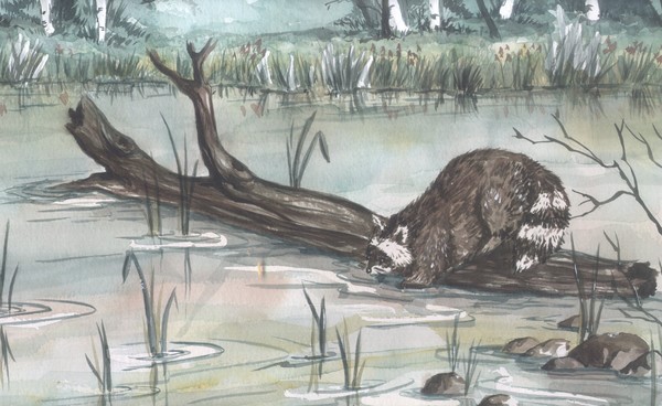 northwoods raccoon