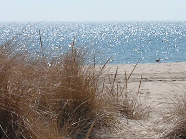Windy Dune Day