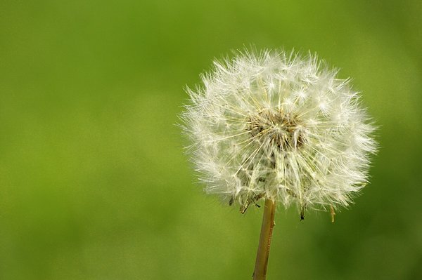 Fluff Ball