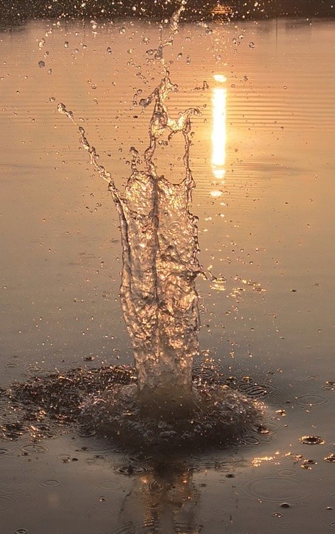 Water Flower