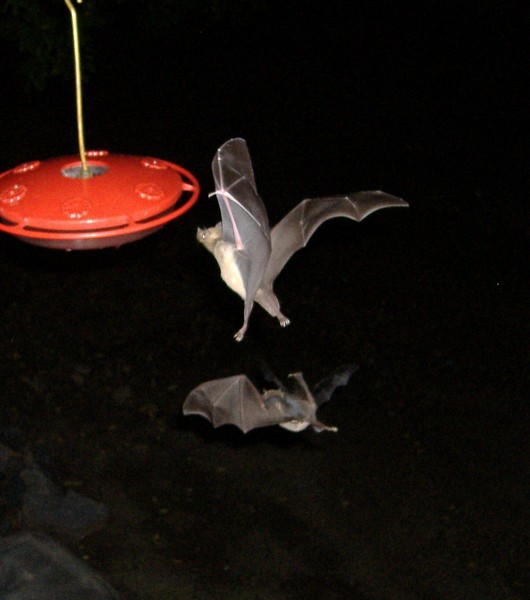 Bats in the Night