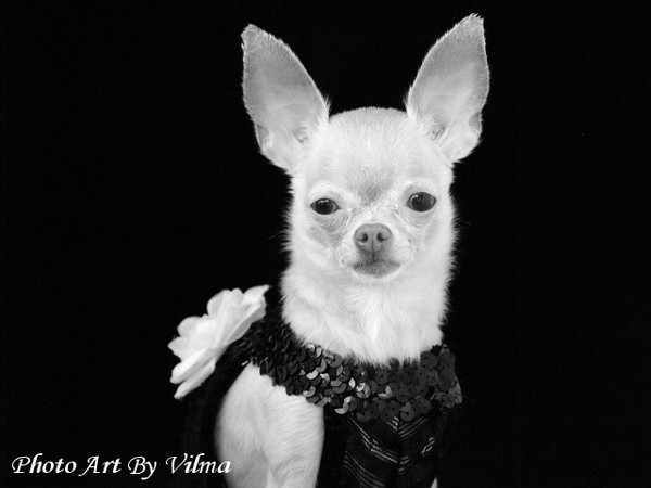 She Wears Couture