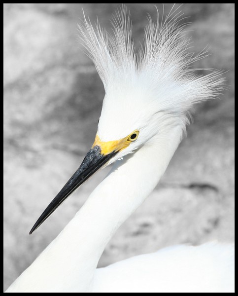 The White Bird