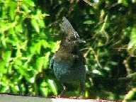 Bird Watching