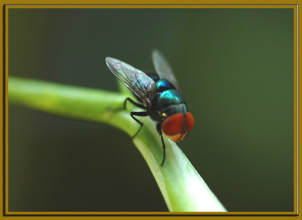 Flies