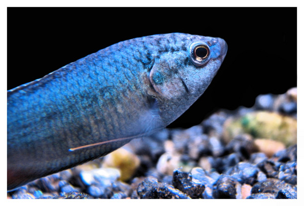 blue fish