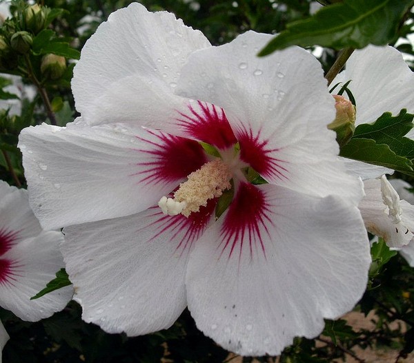 Rose of Sharon
