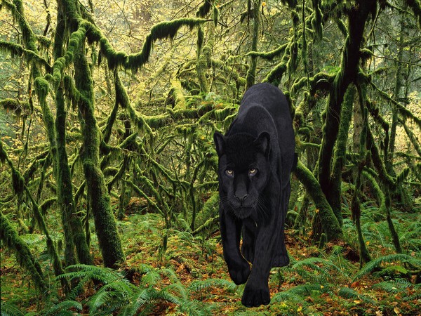 Rain Forrest Hunter
