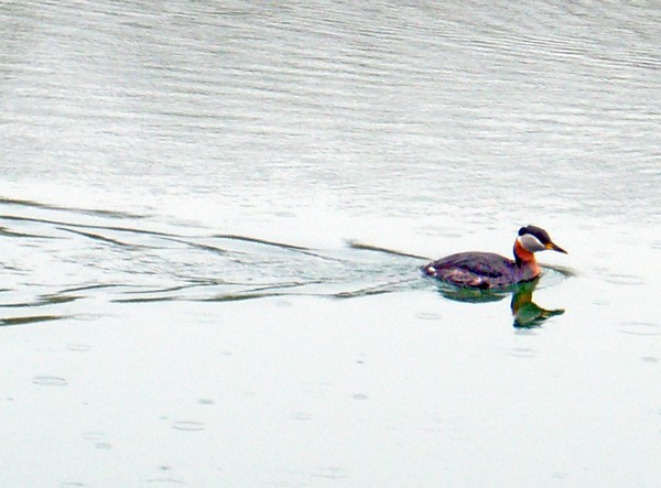 Red Necked Grebe