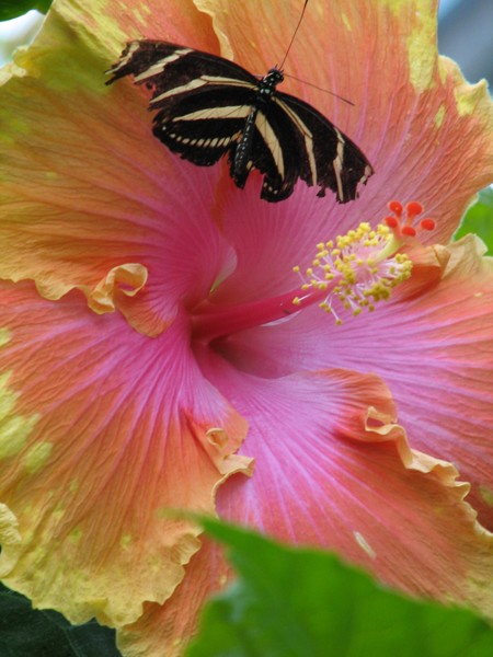 Zebra Longwing Enjoying a Mammoth Hybiscus bloom