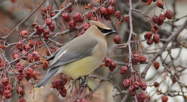 stnnig Cedar waxwing posing so pretty