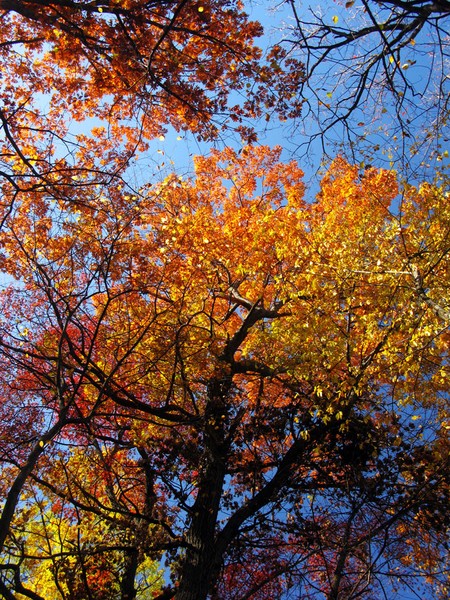 Autumn Leaves