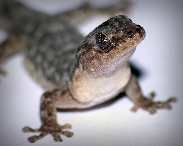 Gecko