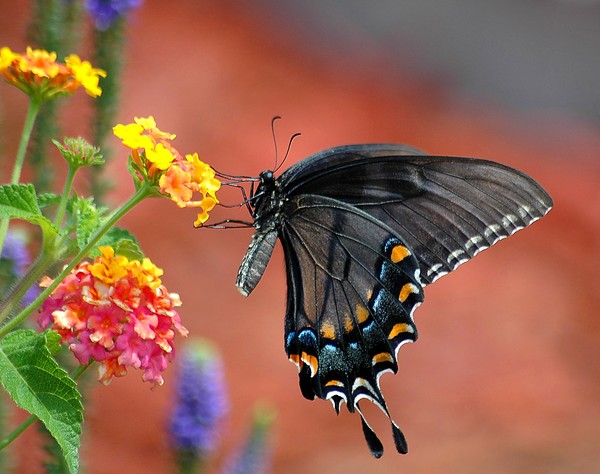Black Swallow Tail Butterfly
