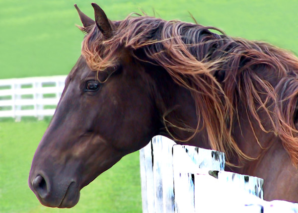 Mud Horse