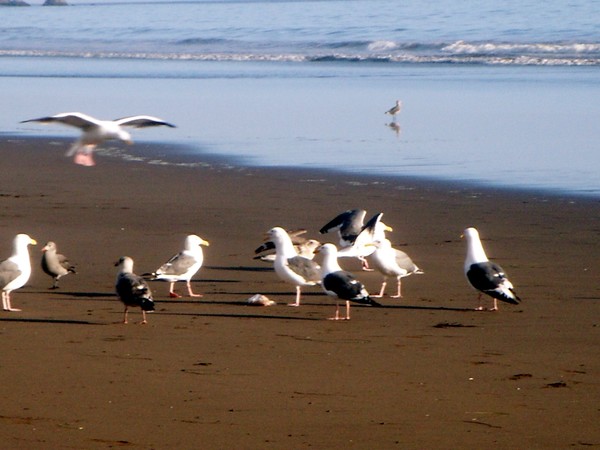 Coming In For A Landing