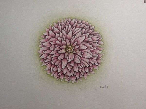 flower study 1