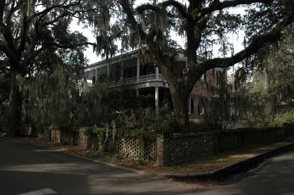Spanish Moss - Beaufort, SC