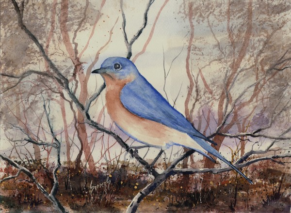 Western Bluebird