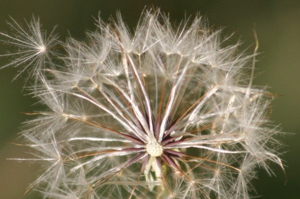 Pretty weed