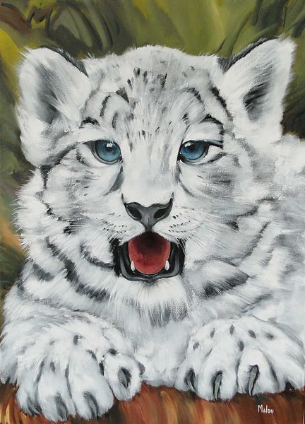 Filhote de Leopardo das Neves