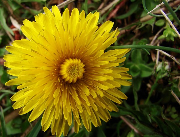 Dandy