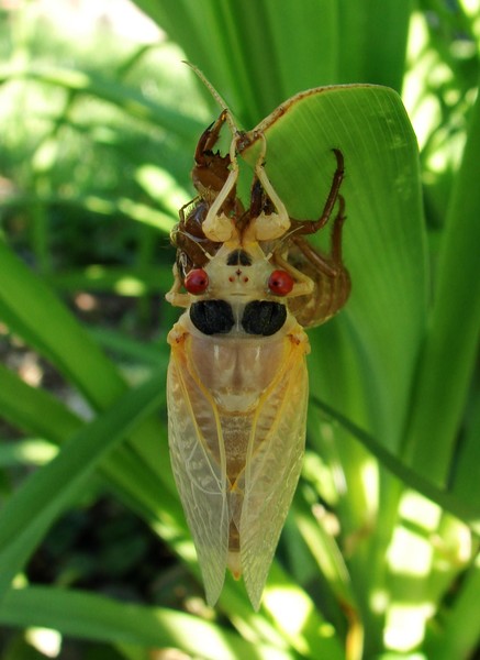 Cicada Molted Back View