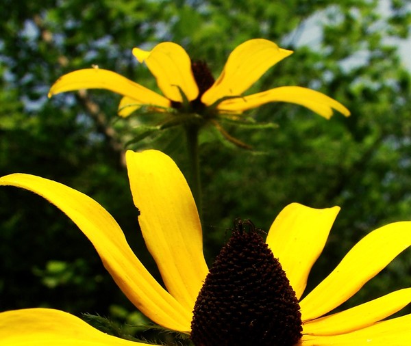 Black Eyed Susans