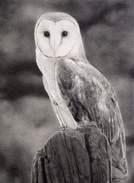 Barn Owl