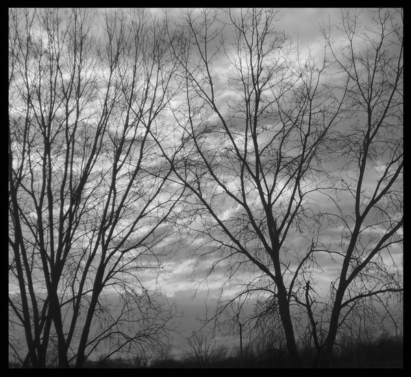 trees 