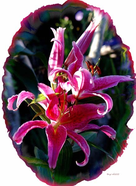 Lily